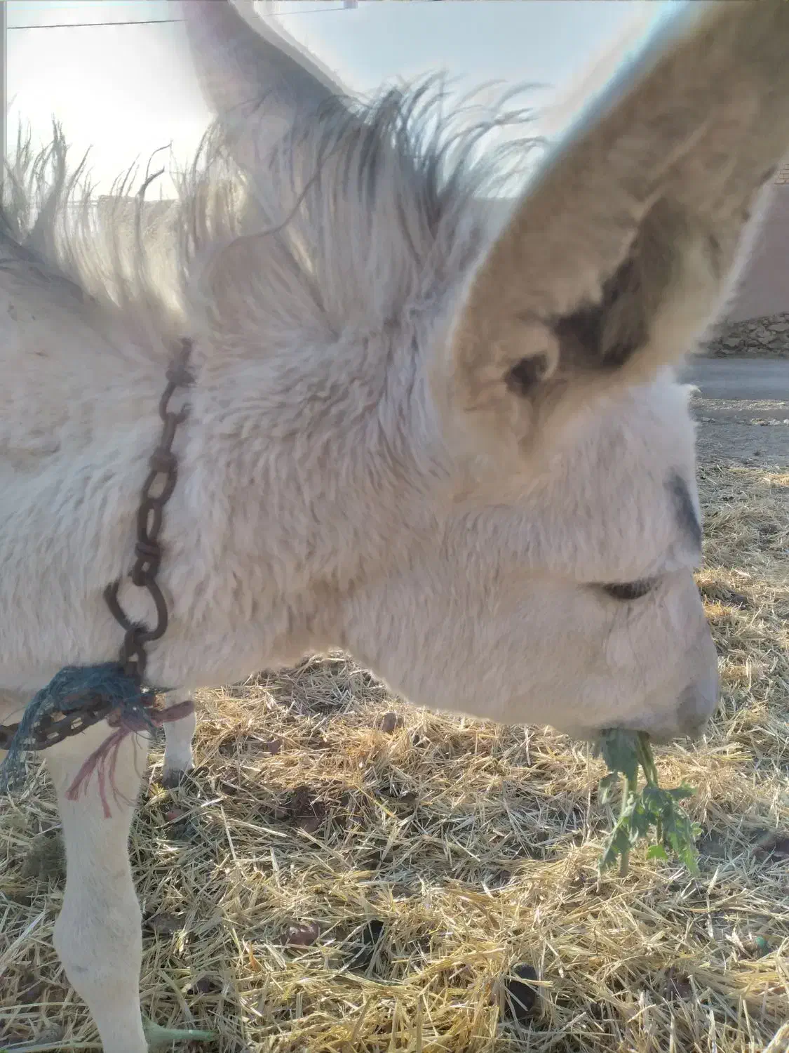 خر جوان|حیوانات مزرعه|شهرضا, |دیوار