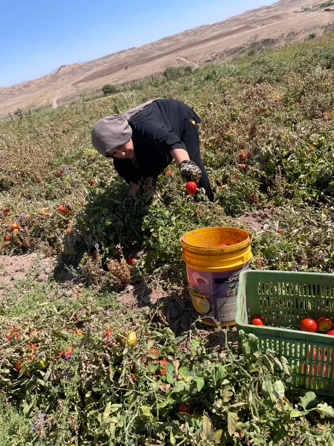 رب خانگی|خوردنی و آشامیدنی|تهران, نعمت‌آباد|دیوار