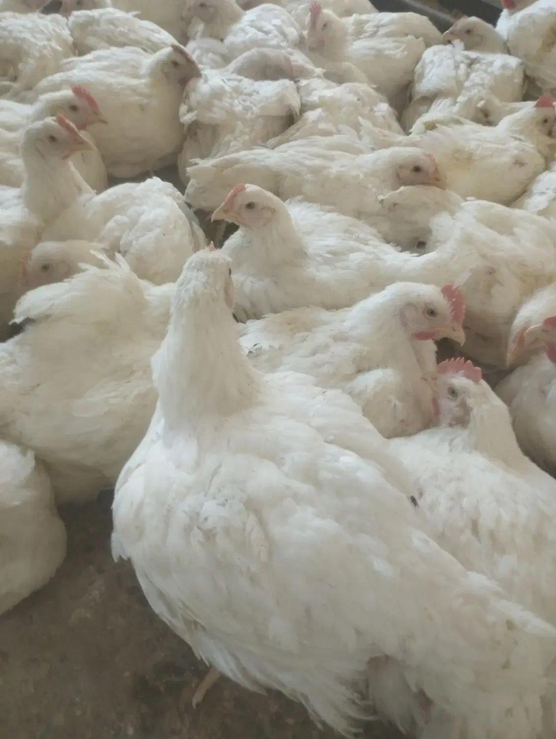 شاگرد مرغ فروشی|استخدام خدمات فروشگاه و رستوران|خاش, |دیوار