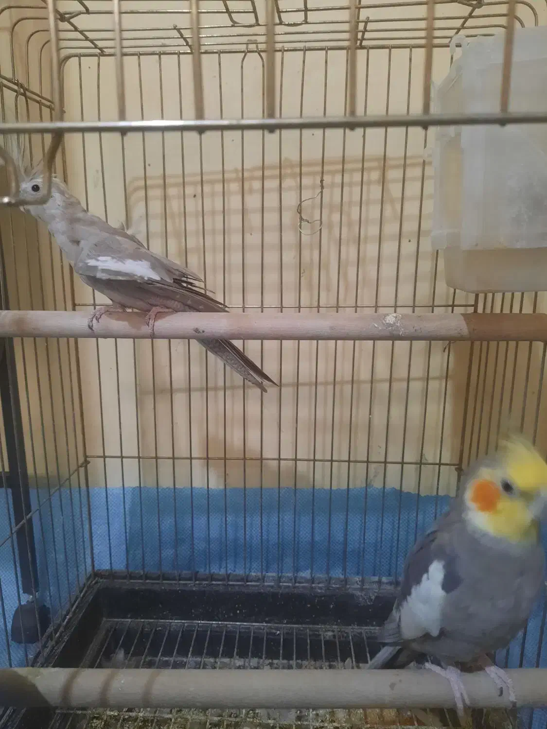 جفت مولده کارداده وتضمینی|پرنده|فردوسیه, |دیوار