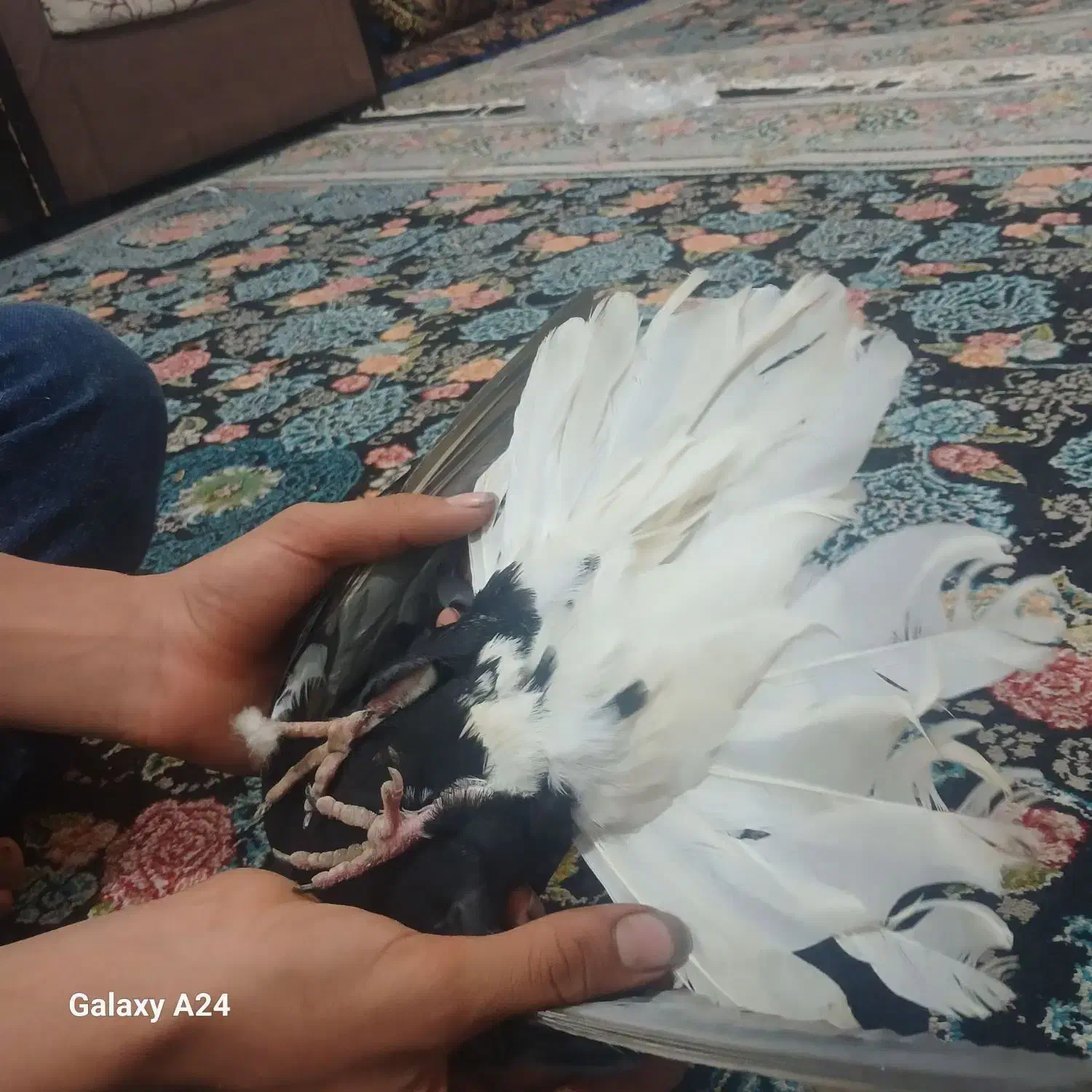 جفت زاغ دم سفید کلایی|پرنده|جیرفت, |دیوار