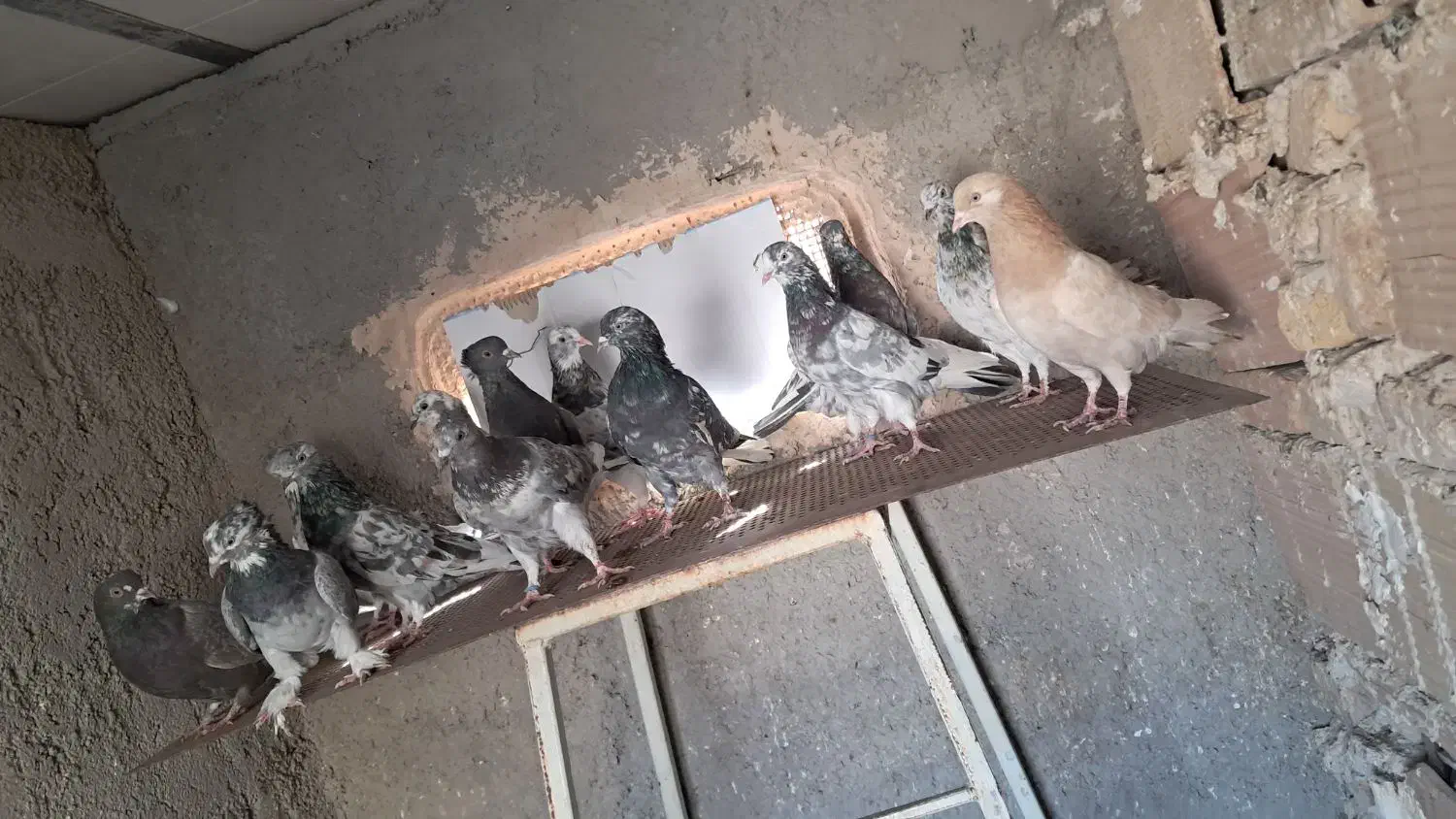 کفتر یا کبوتر پرشی|پرنده|پاکدشت, پاکدشت (مامازند)|دیوار