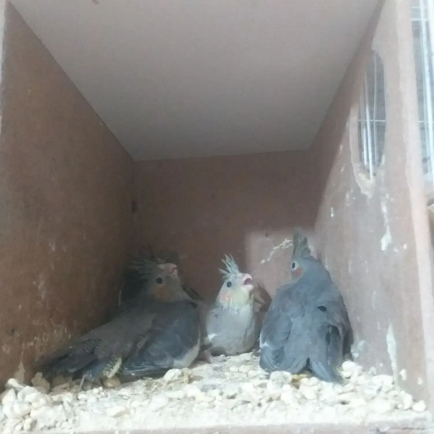 عروس هلندی|پرنده|زهک, |دیوار