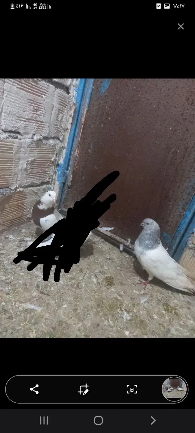 کبوتر|پرنده|میانه, |دیوار