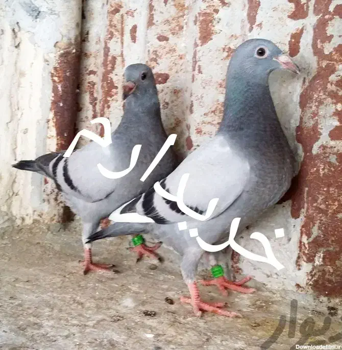 جوجه کبوتر|پرنده|برازجان, |دیوار