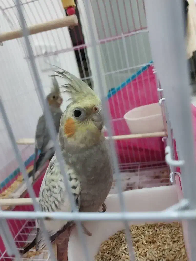 عروس هلندی جفت مولد|پرنده|فردیس, فرامرزیه|دیوار