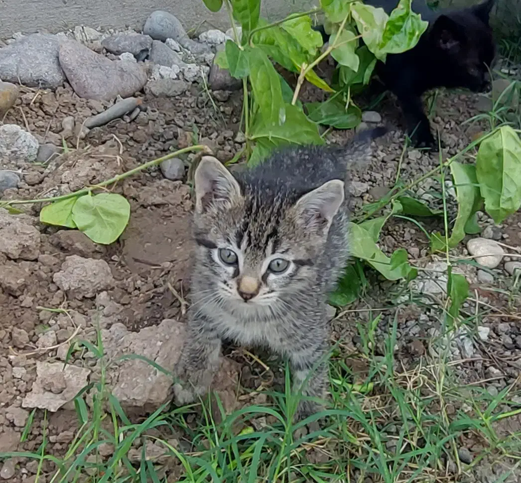 بچه گربه رایگان|گربه|رشت, حومه رشت|دیوار