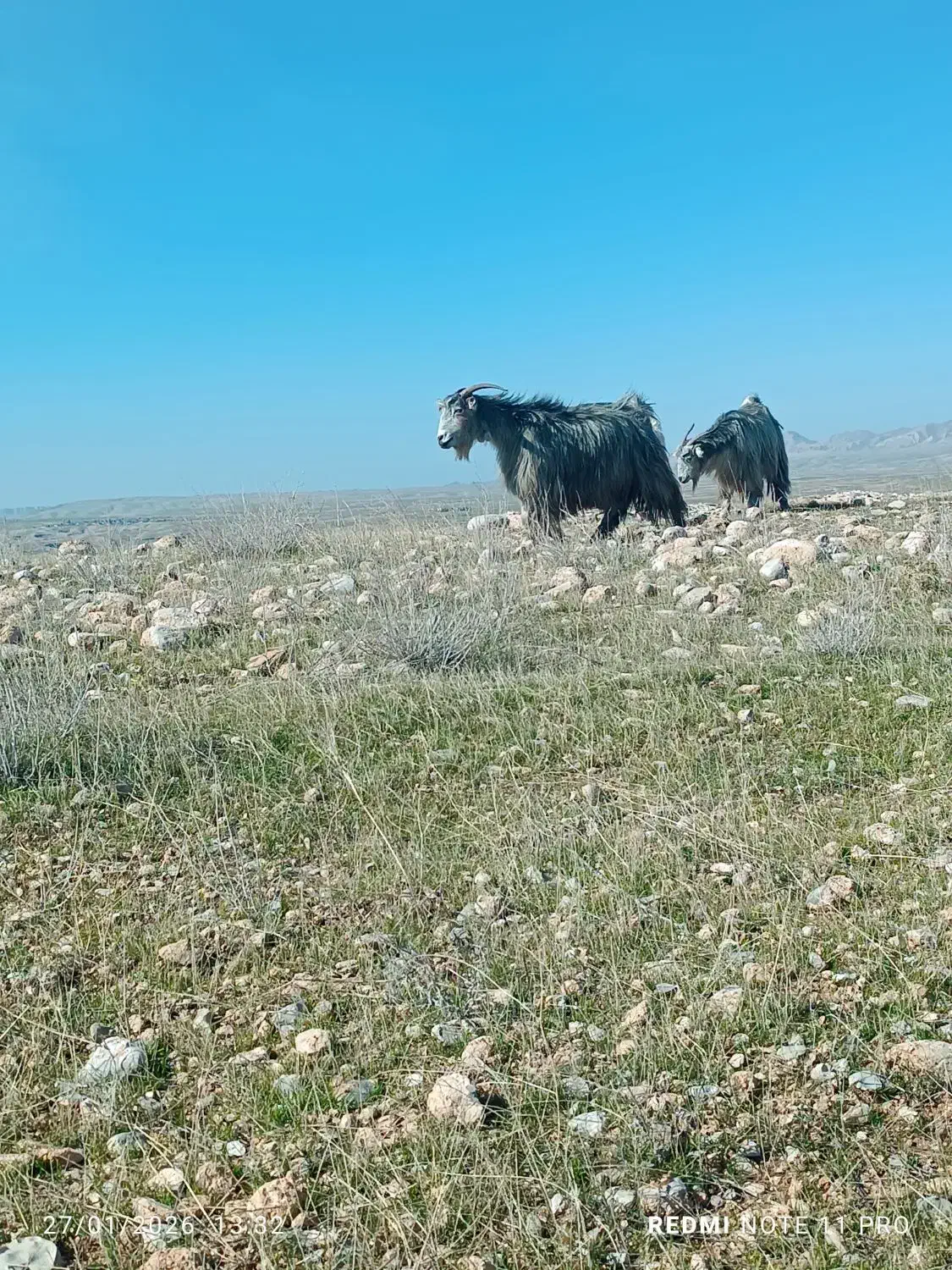 بزدرجه یک|حیوانات مزرعه|گتوند, |دیوار