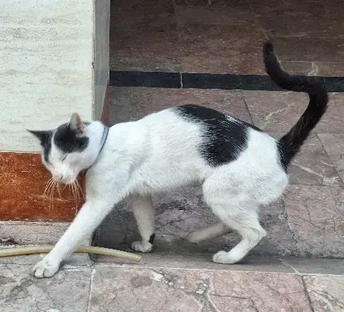 گربه نر پیدا شده با قلاده|حیوانات|رشت, معلم|دیوار