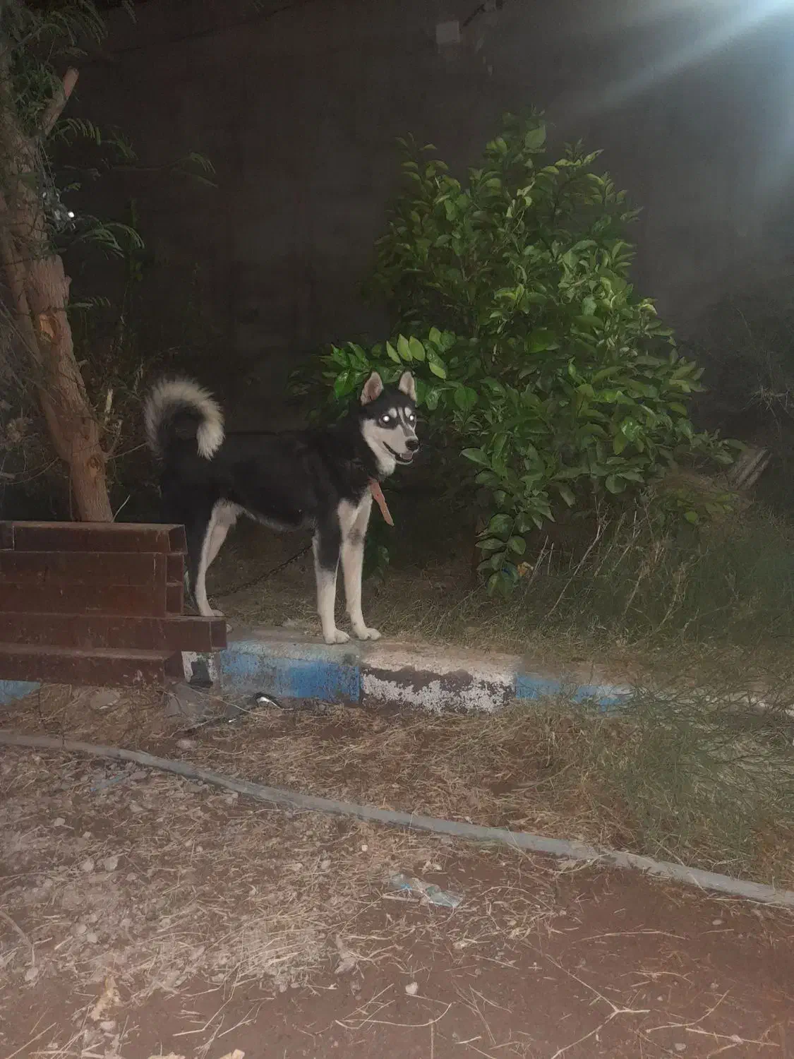 هاسکی نر هشت ماه|سگ|نرماشیر, |دیوار