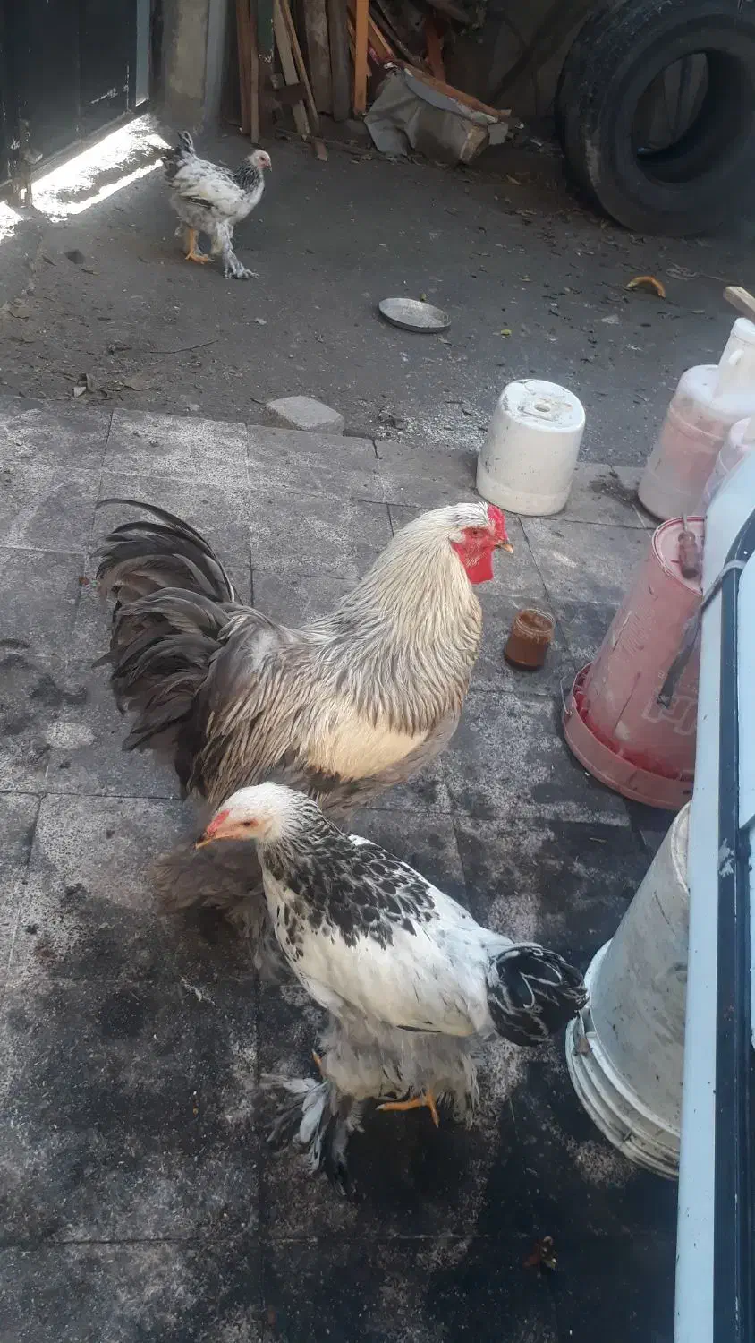 حیوانات مزرعه|حیوانات مزرعه|چالوس, |دیوار