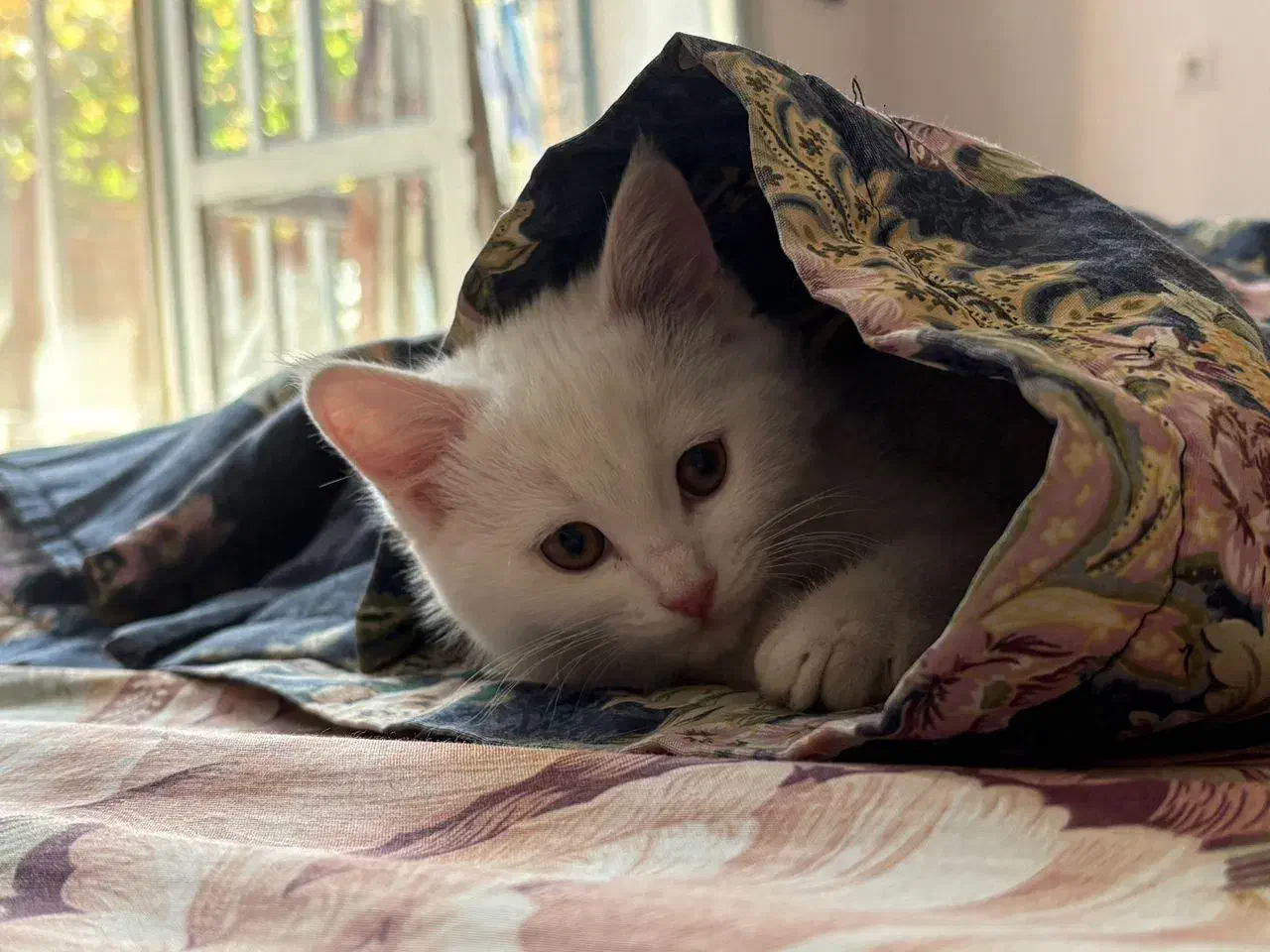 گربه پرشین اسکاتیش|گربه|کرمان, |دیوار