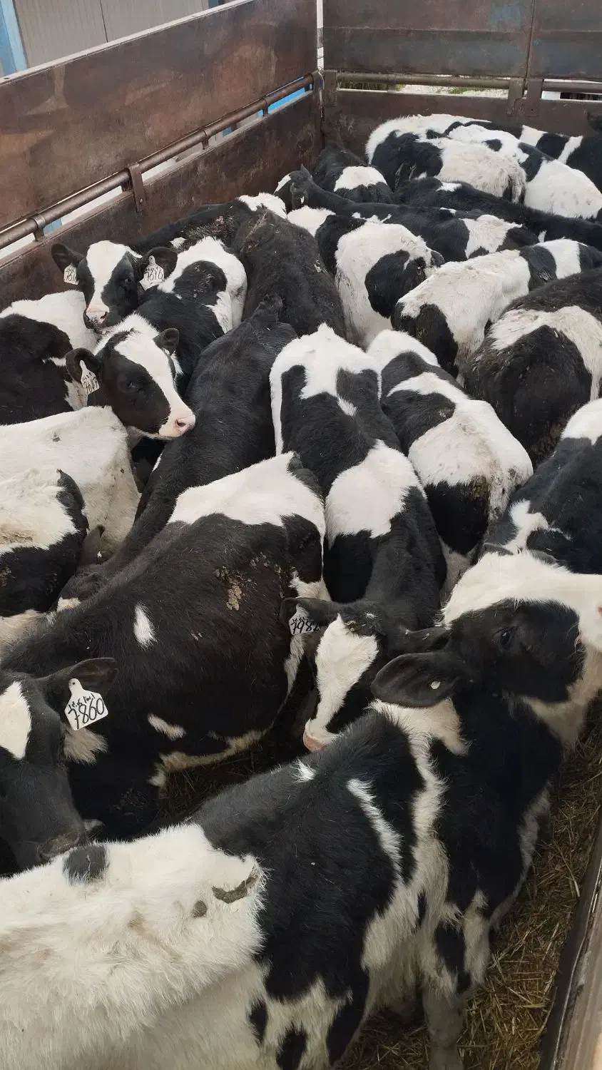 فروش گوساله نمونه شیرخوارتعدادبالاموجود|حیوانات مزرعه|قزوین, |دیوار