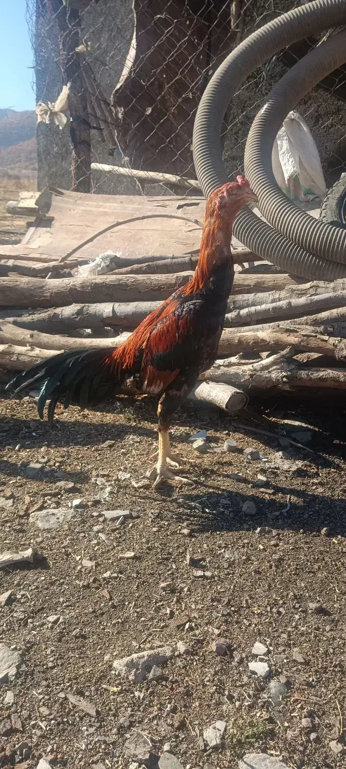 مرغ و خروس|حیوانات مزرعه|مریوان, |دیوار