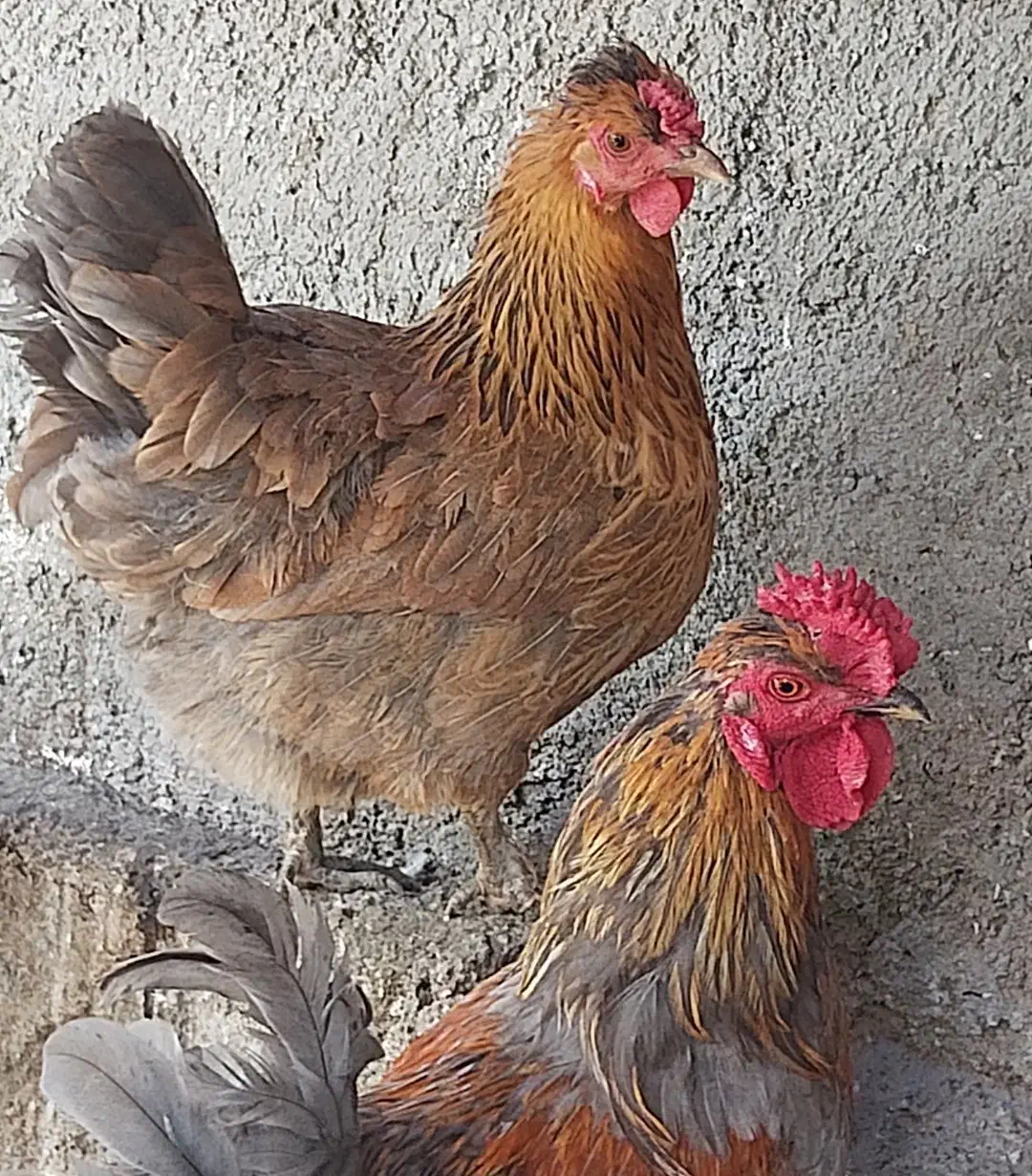 تخم مرغ|خوردنی و آشامیدنی|مشهد, توس (بلوار توس)|دیوار