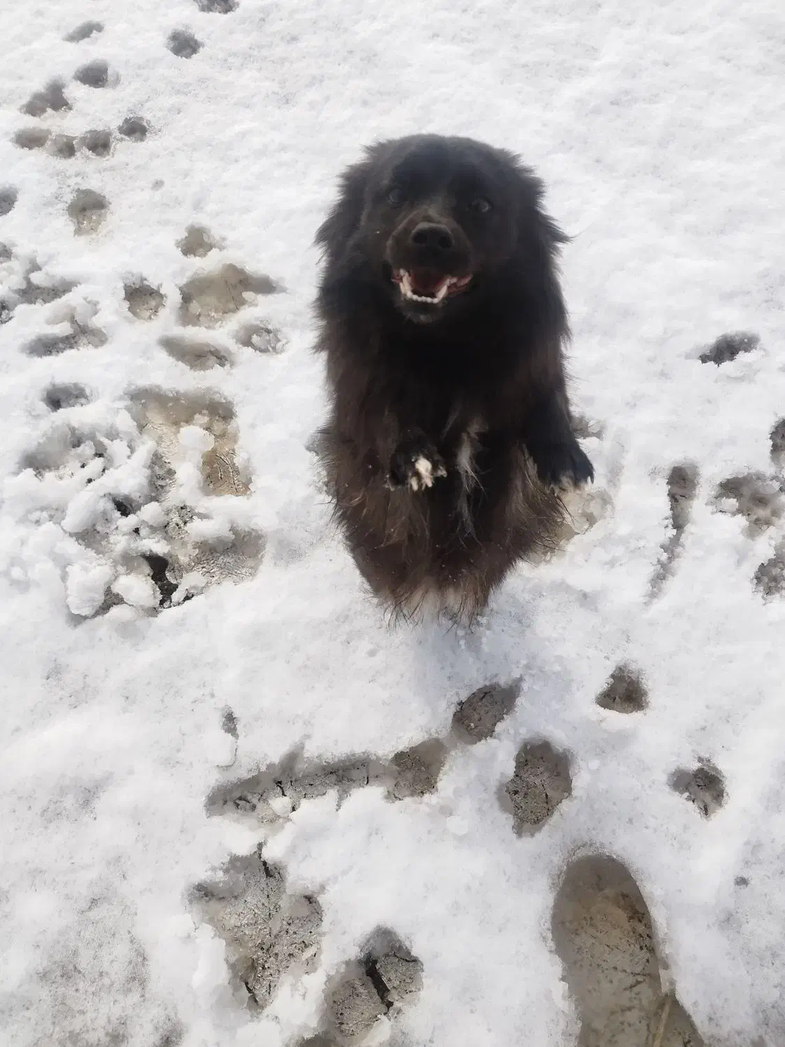 سگ گمشده|حیوانات|نهاوند, |دیوار