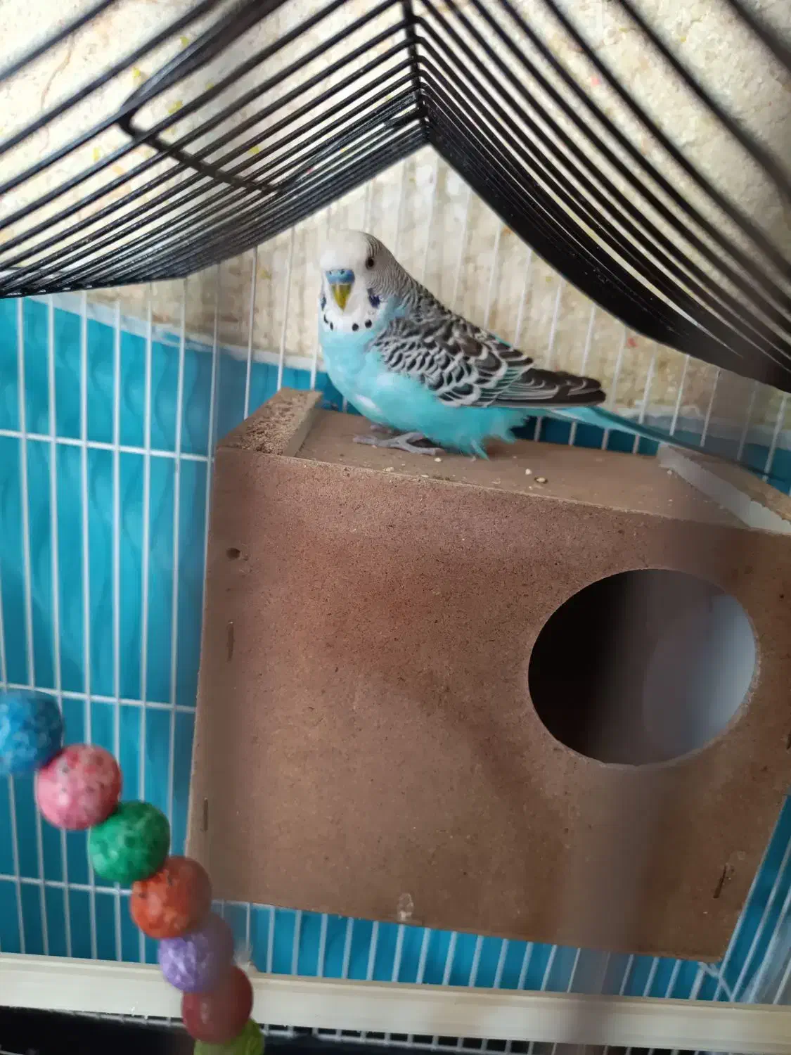 مرغ عشق|پرنده|گلبهار, شهر جدید گلبهار|دیوار