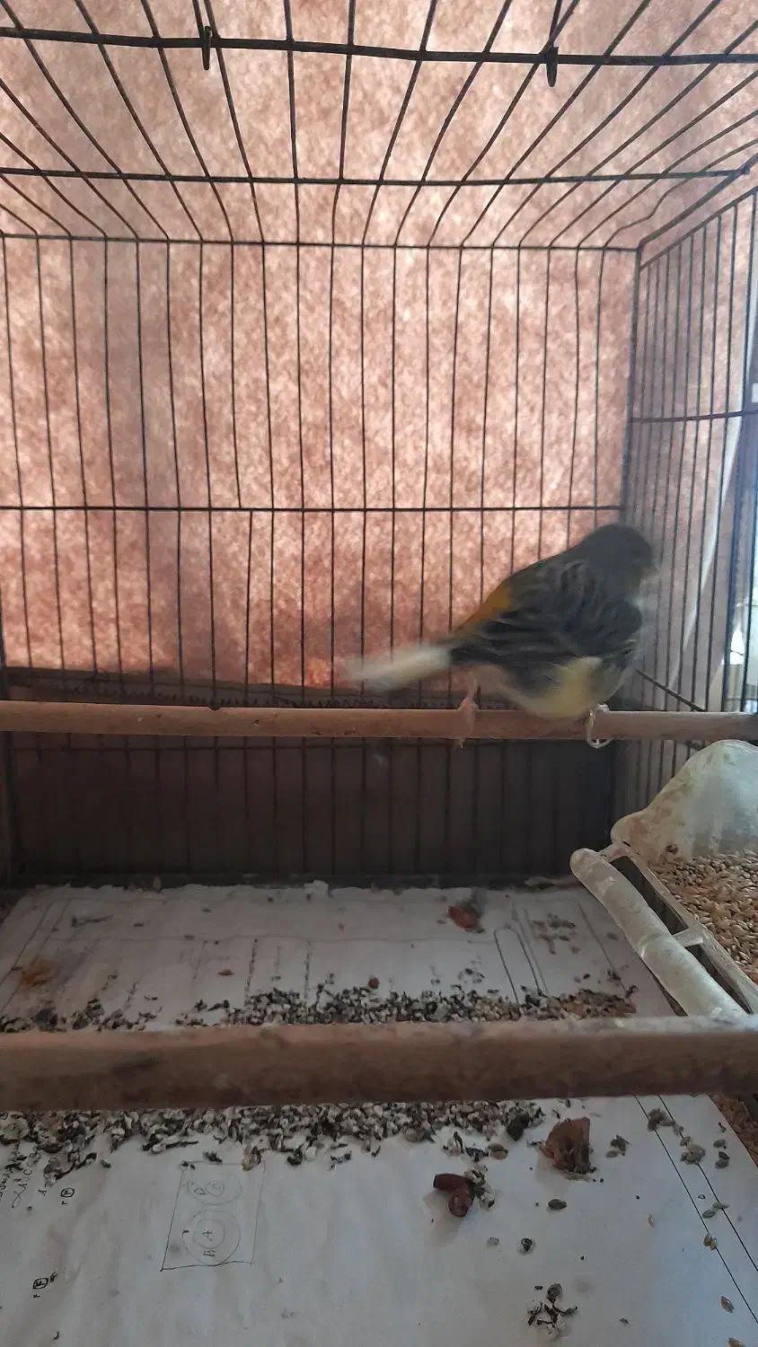 ۲ تا قناری نر بخون و سررحال|پرنده|ساری, |دیوار