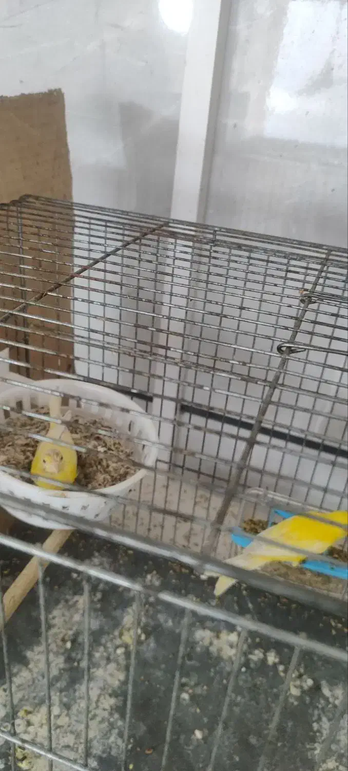 قناری|پرنده|الوند, |دیوار