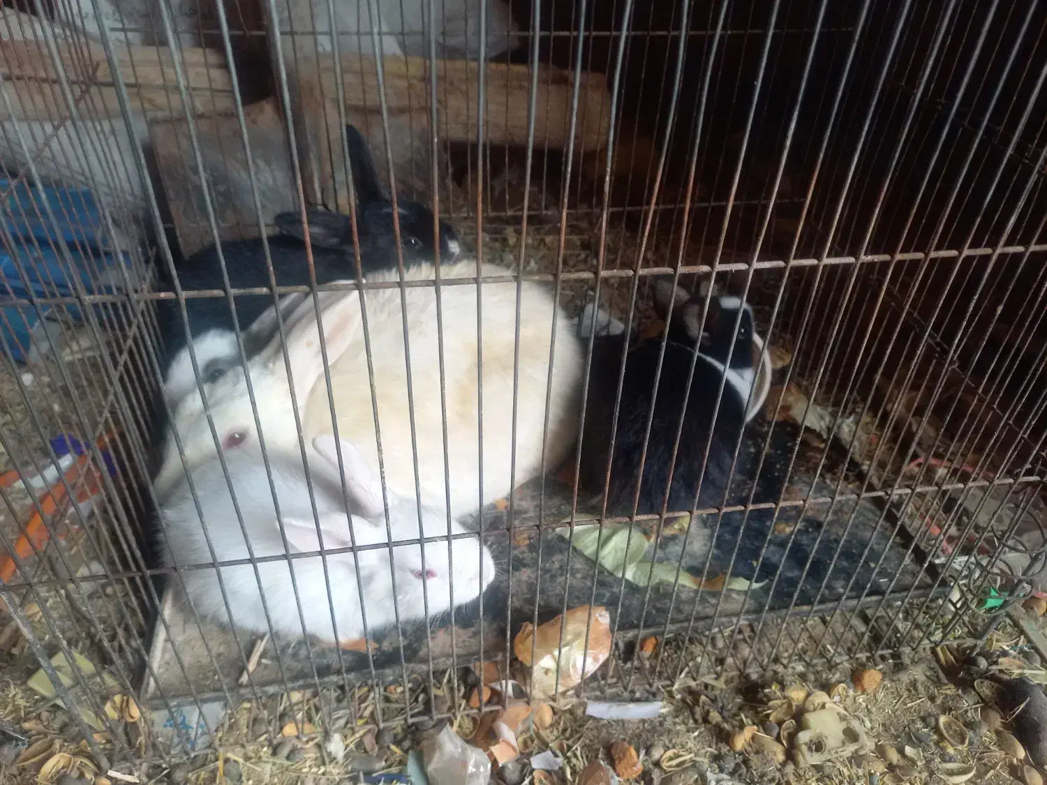 خرگوش|موش و خرگوش|رفسنجان, |دیوار