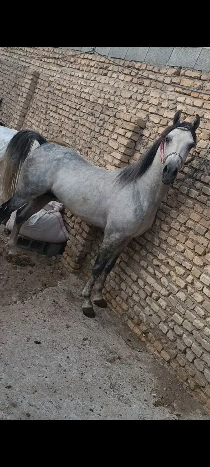 اسب کرد|اسب و تجهیزات اسب‌سواری|مهریز, |دیوار