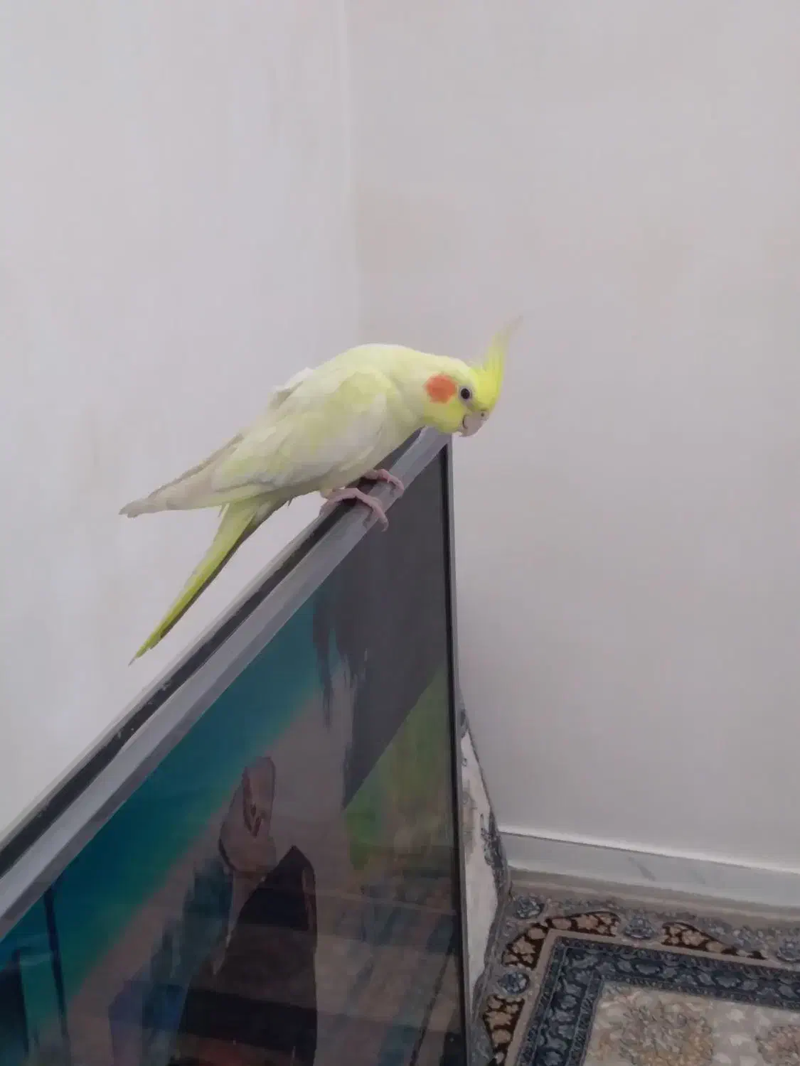 یک عروس رام یکجفت طوطی برزیلی|پرنده|بوکان, |دیوار