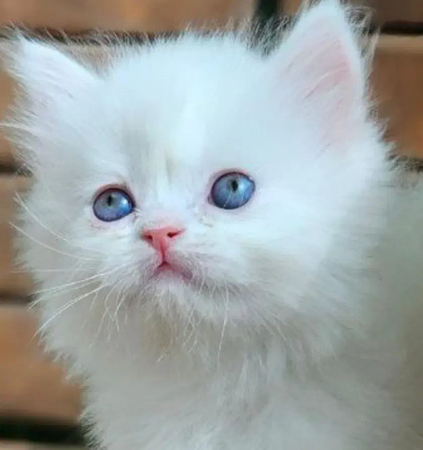 واگذاری گربه چشم آبی|گربه|سمنان, |دیوار