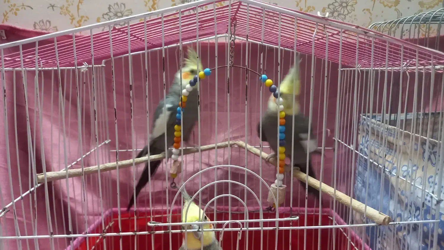 عروس هلندی سخنگو|پرنده|کاشان, فاز ۱ ناجی آباد|دیوار