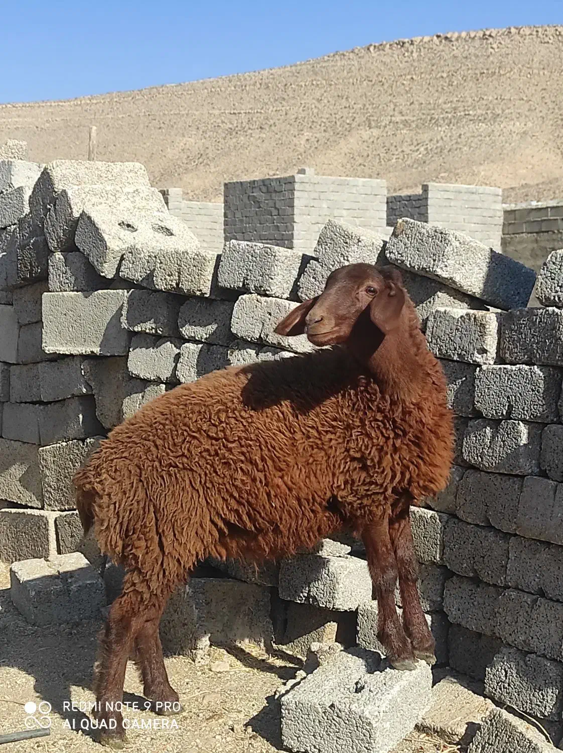 ۱راس بره ماده افشار جنس درجه یک قیمت یک بره  شیری|حیوانات مزرعه|فیروزآباد (فارس), |دیوار