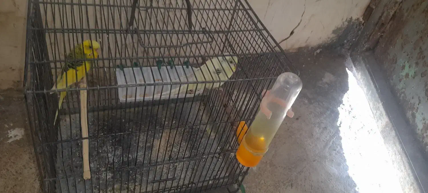 مرغ  عشق|پرنده|اشترینان, |دیوار