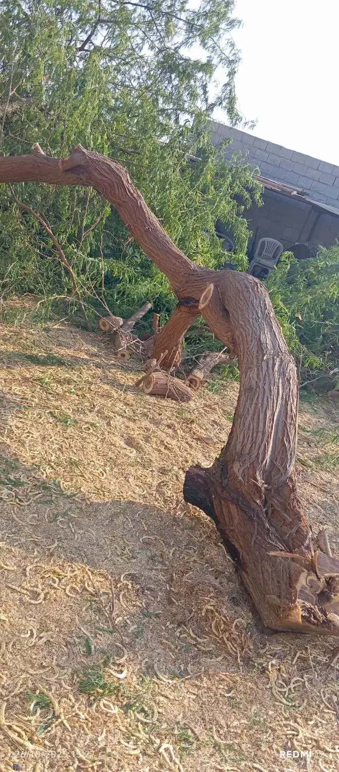 قطع وبرش درختان تنومند|خدمات باغبانی و درختکاری|بندر گناوه, |دیوار