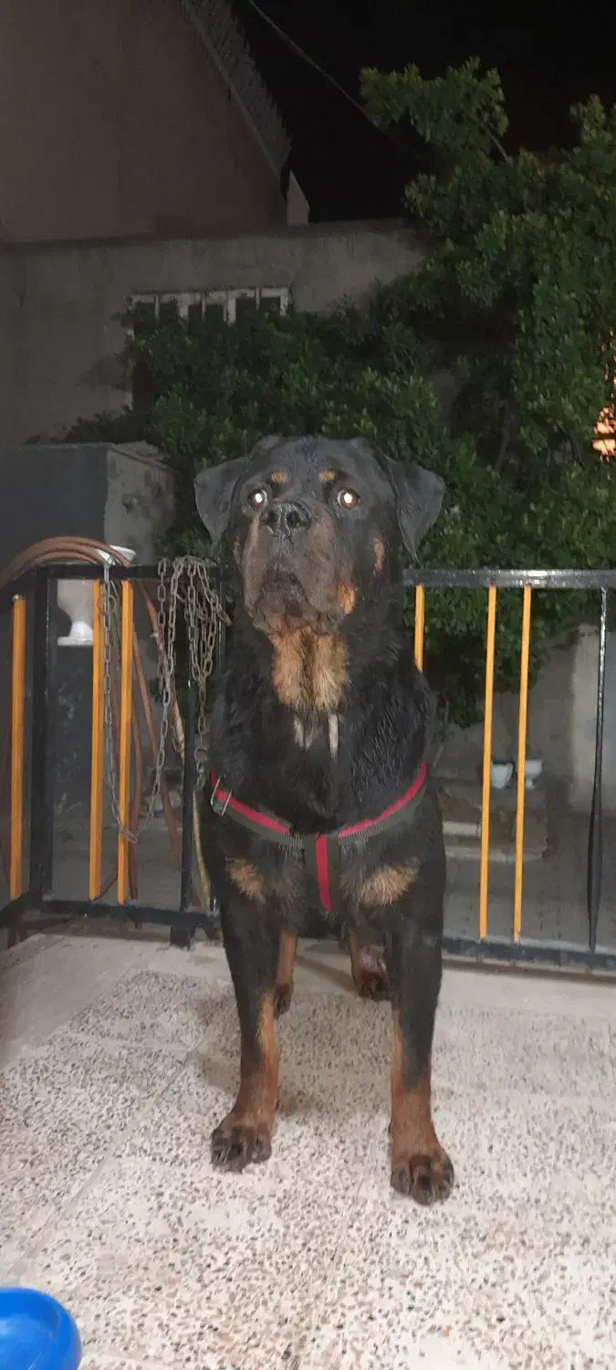 سگ روتوایلر ماده با خط خونی بالا|سگ|نیشابور, دهنو لکزی|دیوار