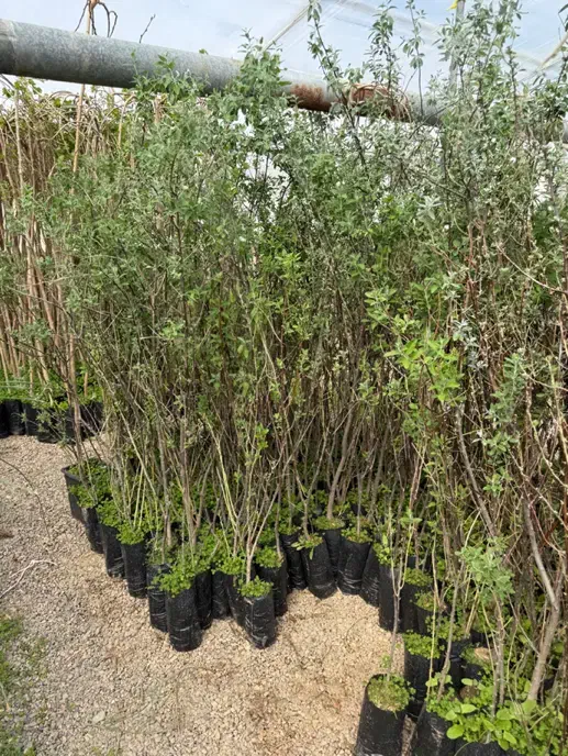 حراج درخت نهال میوه کیسه ای|گل و گیاه طبیعی|محلات, |دیوار