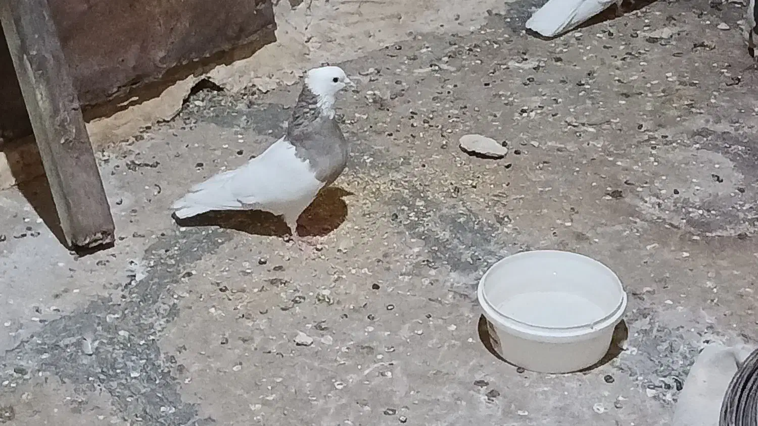 طوقی ماده‌ونر|پرنده|شباب, |دیوار