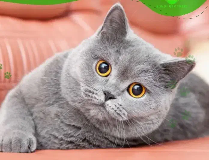 پت شاپ|لوازم جانبی حیوانات|پیرانشهر, |دیوار