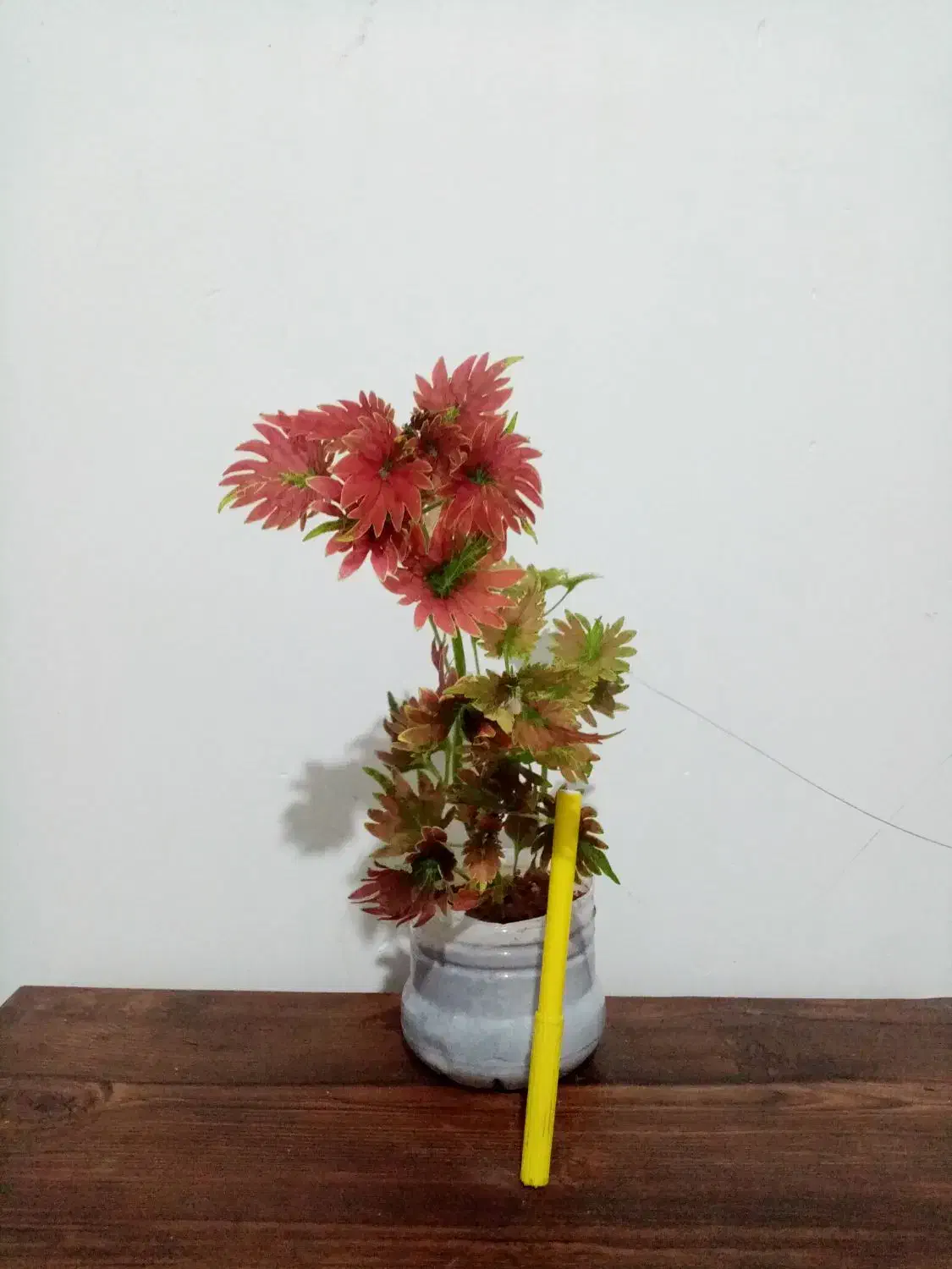 گل گل 4تا135 و یک گل هدیه|گل و گیاه طبیعی|یاسوج, |دیوار