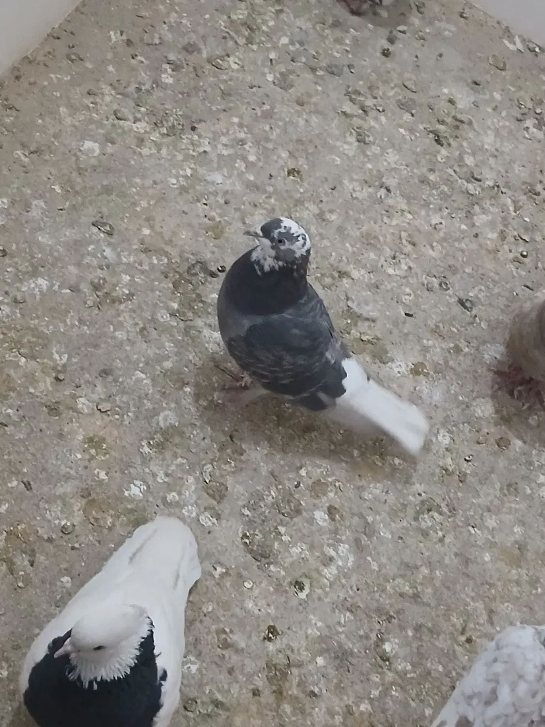 کبوتر ماده|پرنده|سبزوار, فرهنگیان|دیوار