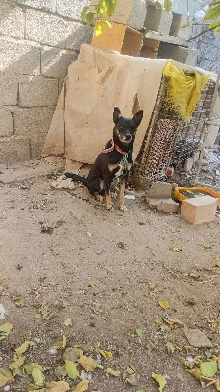 سگ پاکوتاه|سگ|جیرفت, |دیوار