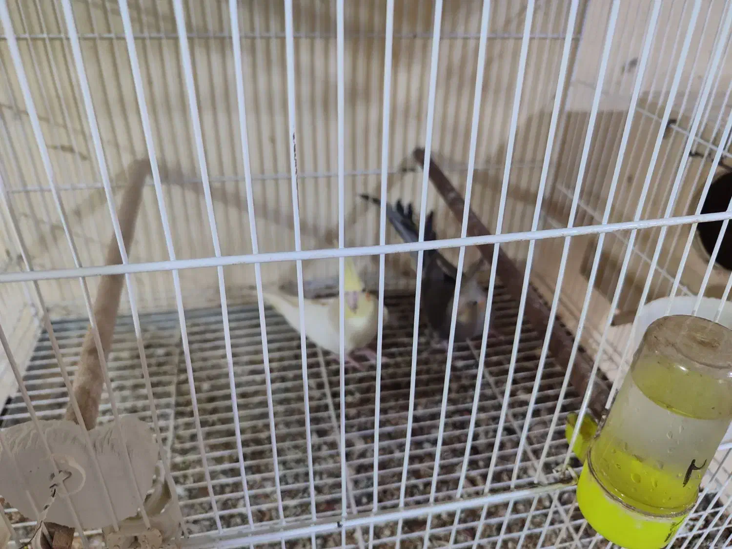 ۲ جفت مولد|پرنده|تالش, طولارود|دیوار