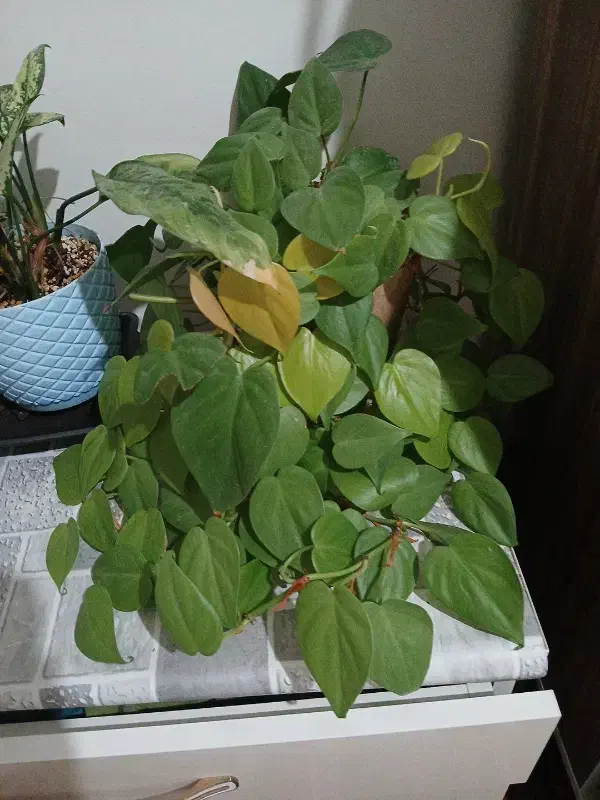 پتوس نئون|گل و گیاه طبیعی|تبریز, |دیوار