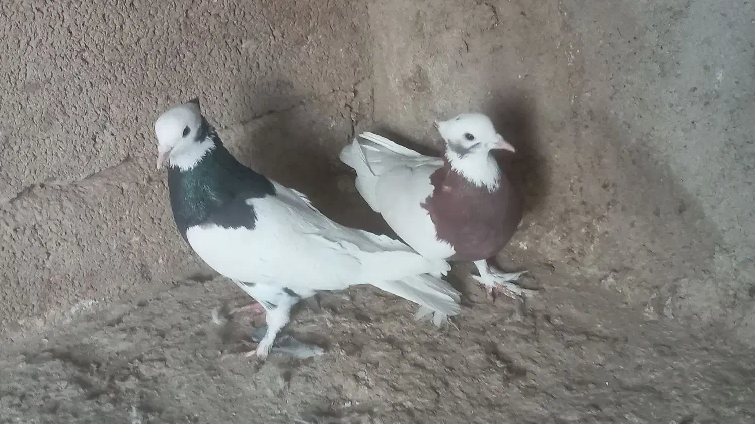 طوقی|پرنده|مرودشت, استادیوم‎|دیوار