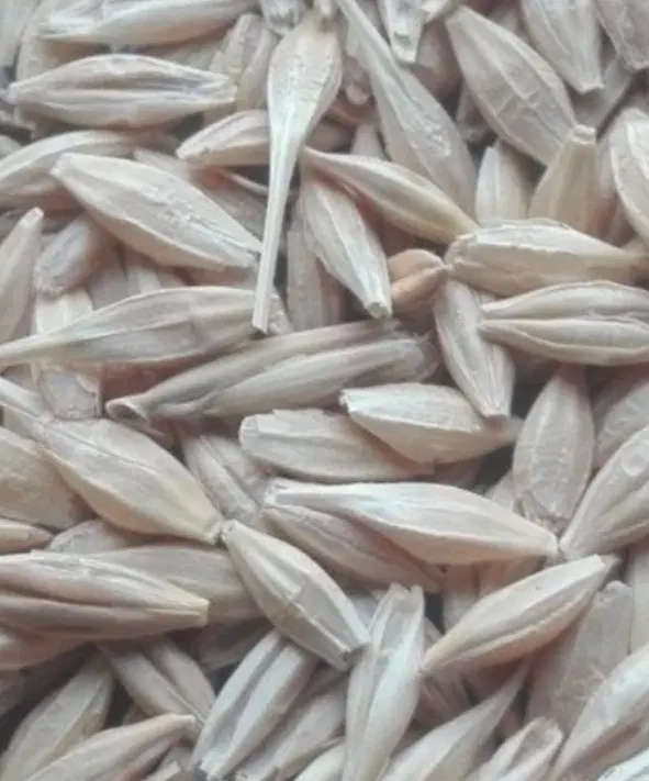 جو دیم|خوردنی و آشامیدنی|الشتر, |دیوار