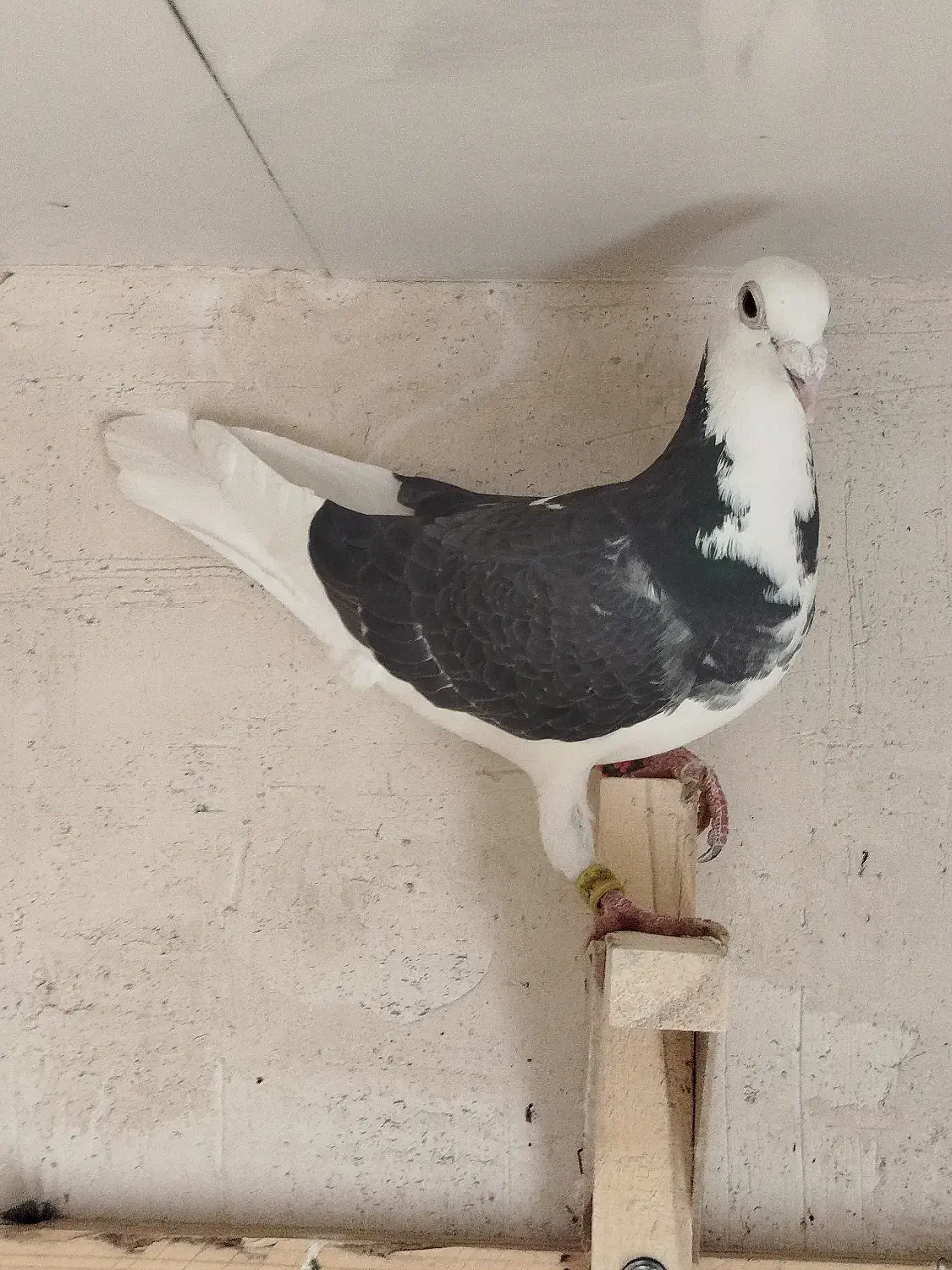 پشتی|حیوانات|شیراز, گود عربان|دیوار