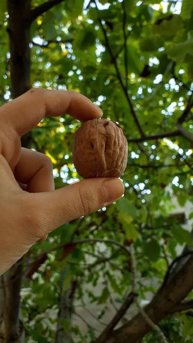 تولید و عرضه انواع ارقام نهال میوه و گردو صادراتی|خدمات باغبانی و درختکاری|هشترود, |دیوار