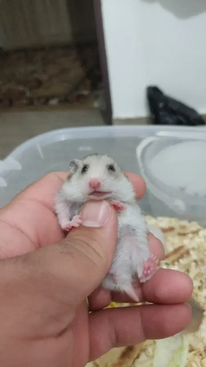 همستر سوری|موش و خرگوش|کرمانشاه, |دیوار