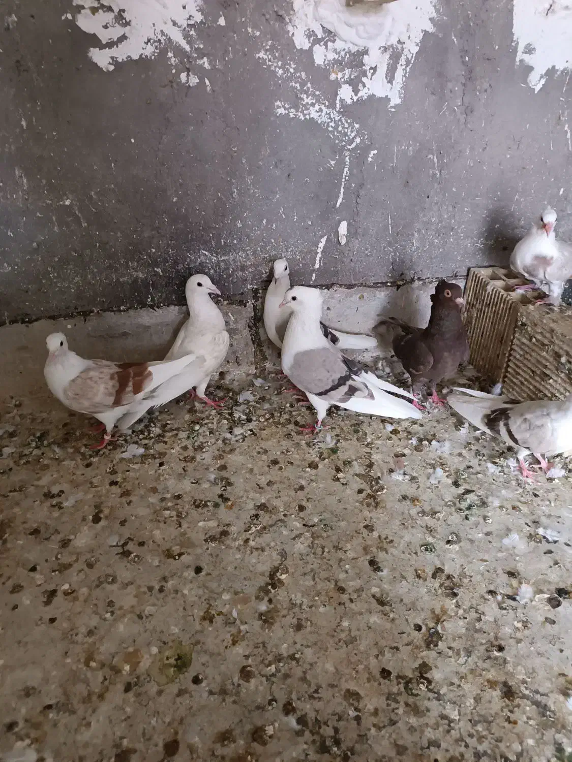 کبوتر رنگی|پرنده|دزفول, |دیوار