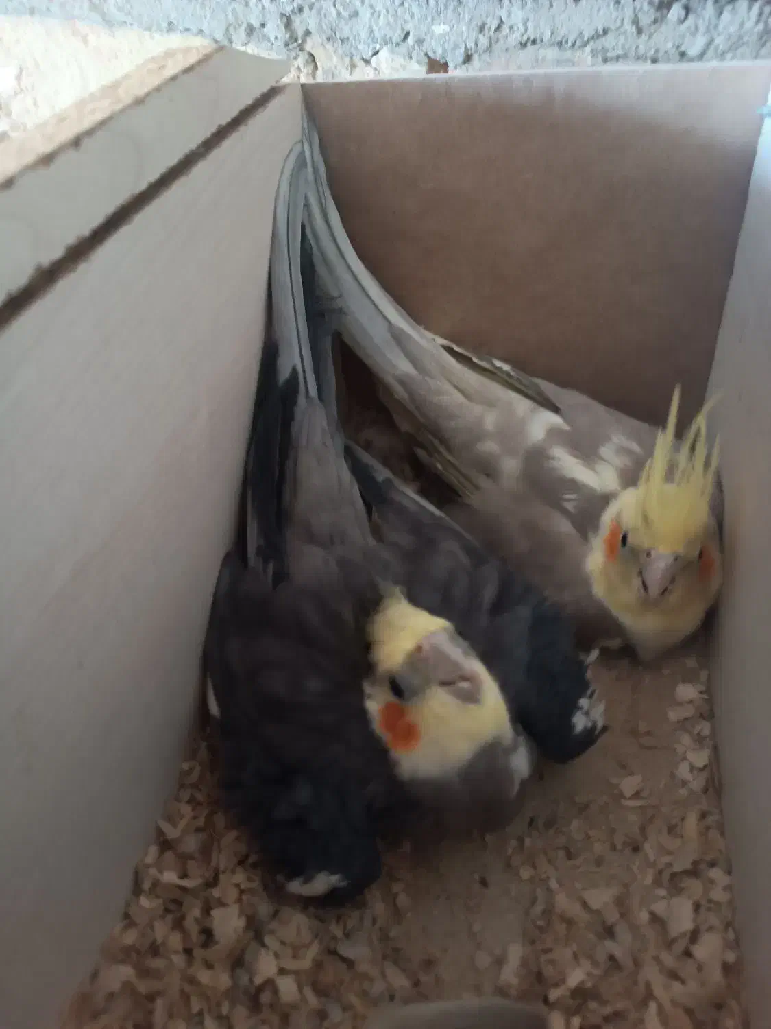 عروس هلندی آماده تخم گذاری|پرنده|سراب, |دیوار