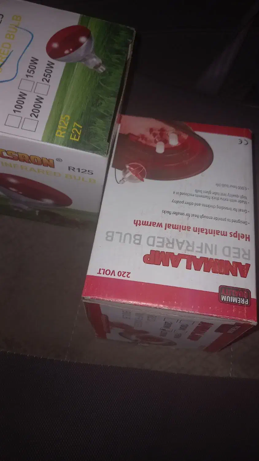 لامپ مادون قرمز 250|لامپ و چراغ|شاهین‌شهر, دکتر حسابی|دیوار