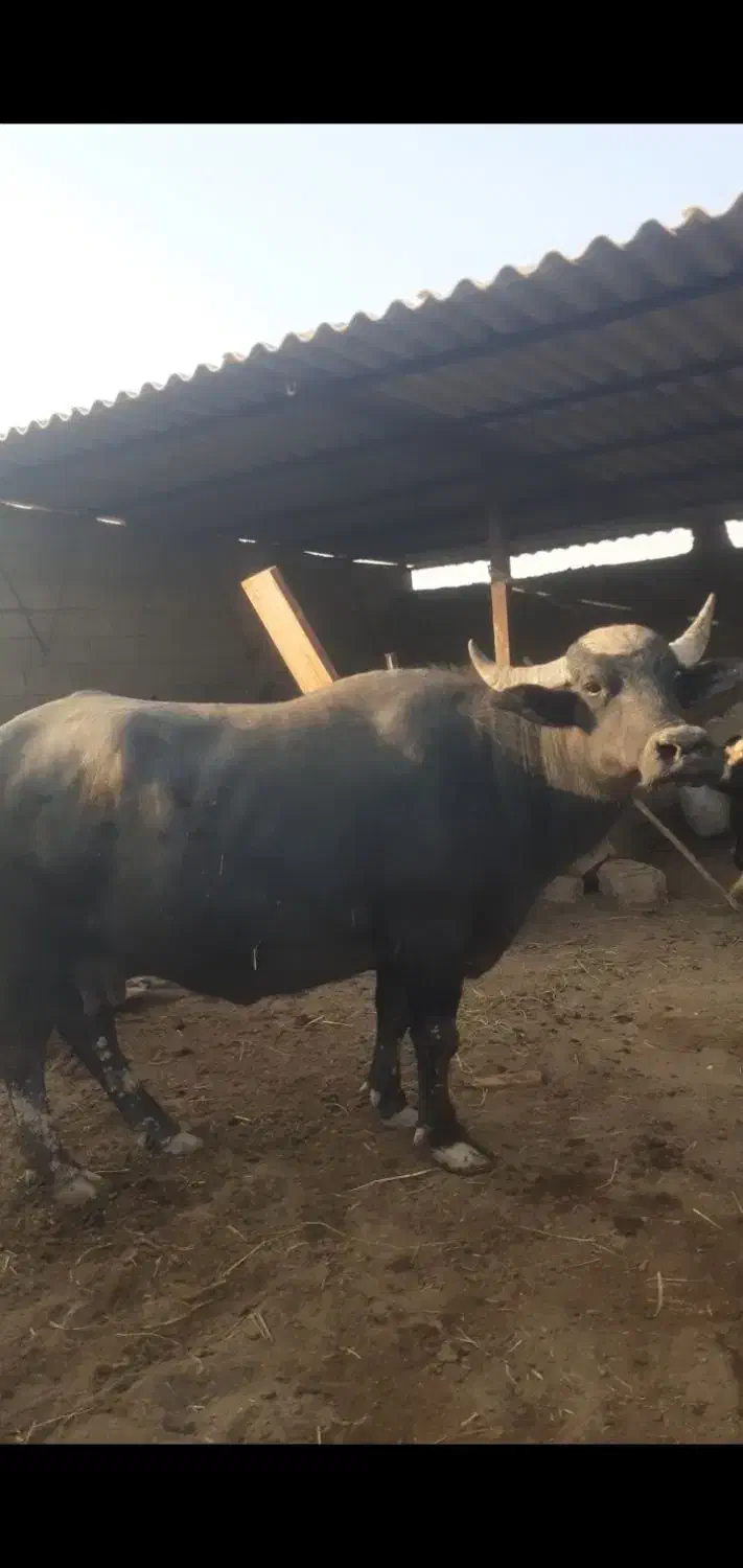 ۵عددگاومیش گم شدند|حیوانات|باوی, |دیوار