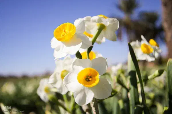 فروش 2000 متر زمین در مزرعه گل نرگس|فروش زمین و ملک کلنگی|خفر, |دیوار